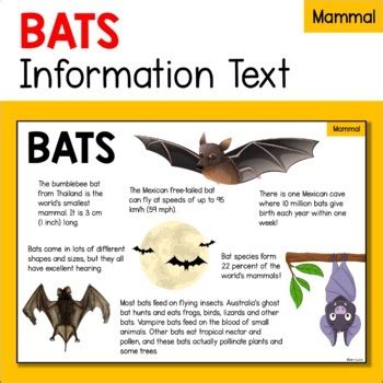 家裡蝙蝠|蝙蝠資訊站 Bats information about Taiwan